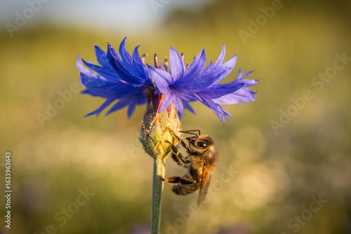Centaurea cyanus, Apis mellifera, A bee pollinates a blue cornflower flower