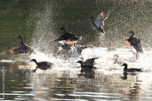 Anas platyrhynchos, a flock of ducks takes off from the water surface