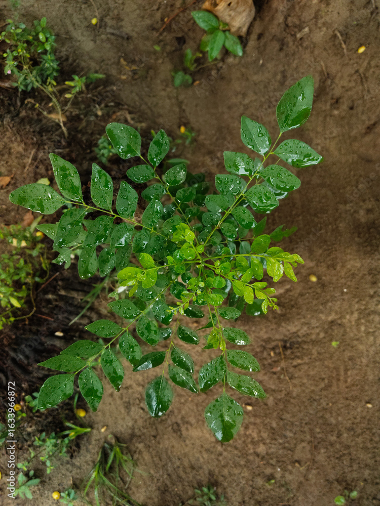 Obraz premium Curry leaf (Murraya koenigii) 