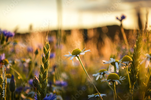 Chamomile flower in the wild meadow in the summer light