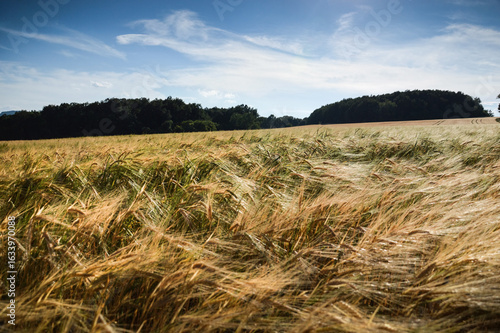 Summer fields with grain crops on a sunny day