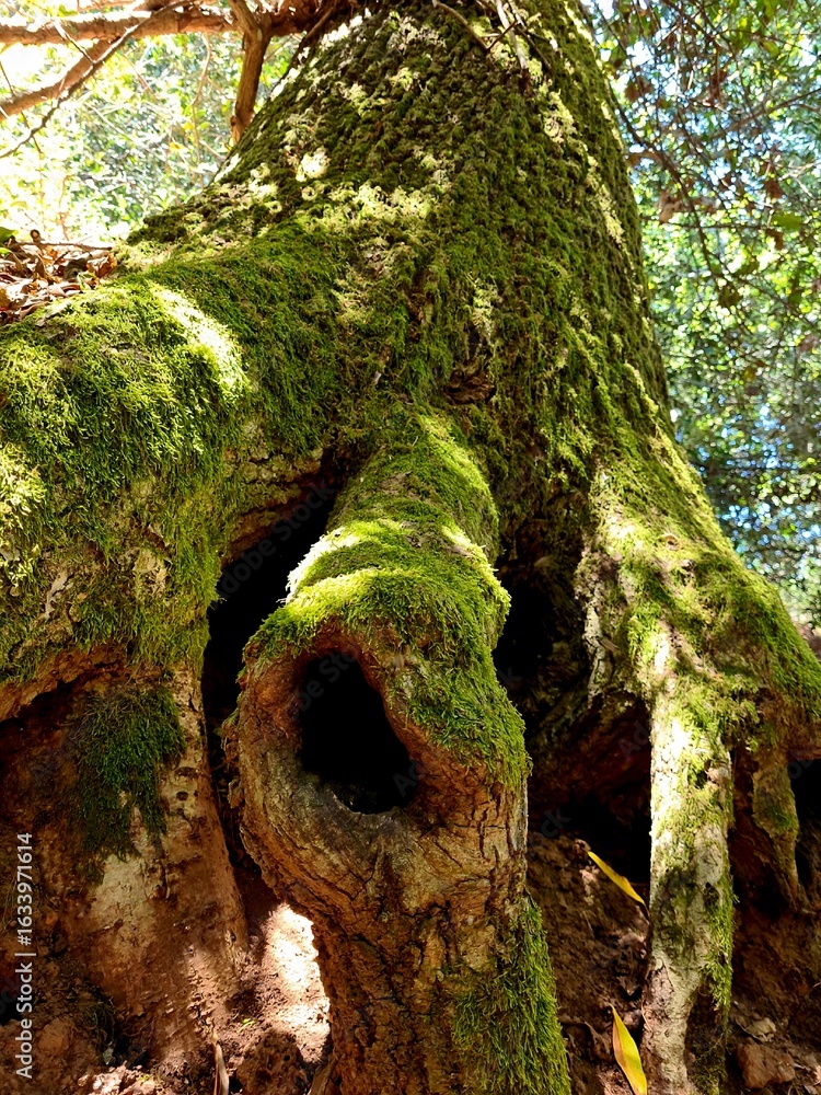 Obraz premium Close-up of a moss-covered tree with large exposed roots and a dark hollow trunk, captured in natural forest light. Earthy textures and vibrant green tones in a peaceful woodland setting.