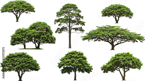 Set of tropical and deciduous trees, isolated on white background, perfect for landscape design, environment, architecture, and nature scenes.