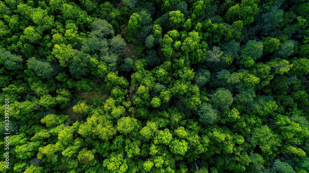 Naklejka premium Wide aerial shot of a lush forest stretching to the horizon