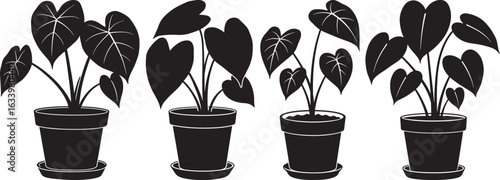 Four potted houseplants with large heart shaped leaves in silhouette
