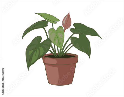houseplants in pots against a white backdrop