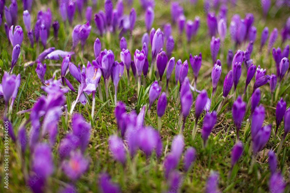 Fototapeta premium close up of beautiful crocus flowers on the field