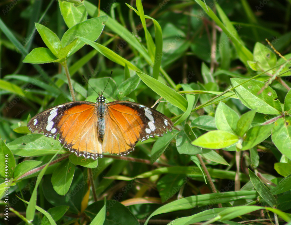 Fototapeta premium Plain Tiger Butterfly sitting on a twig