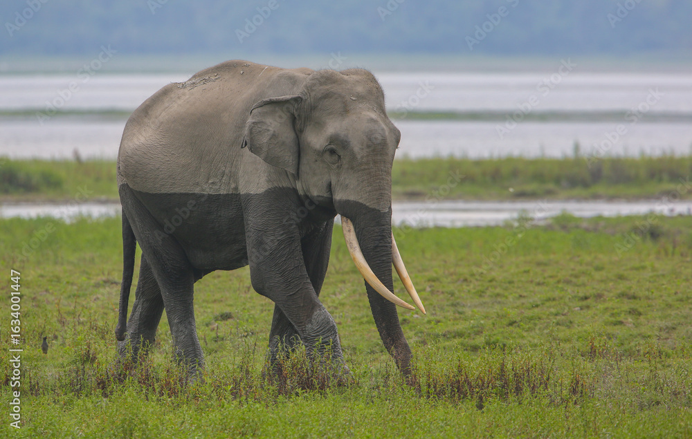 Obraz premium A Tusker walking across the grassland of Kaziranga National Park (India)