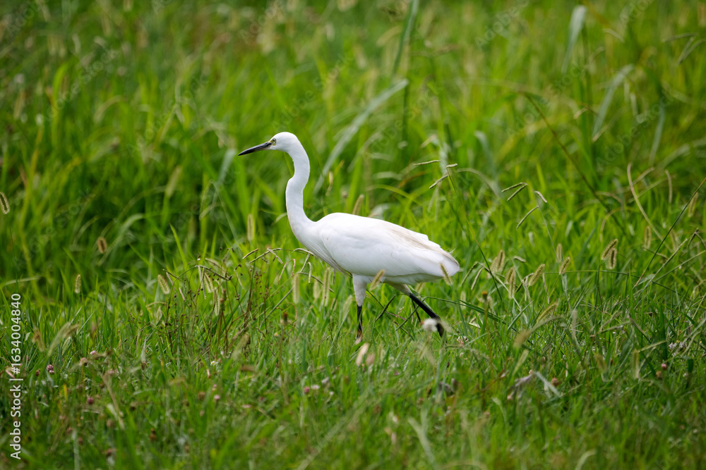 Fototapeta premium great white heron ardea cinerea
