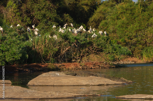 Foto Ranganathittu Bird Sanctuary near Mysore : A mugger crocodile basking on a rock which a flock egrets are congregated atop a tree