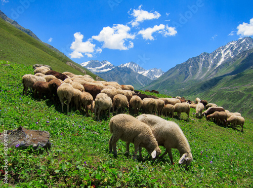 Sheep on a meadow in the Himalayas