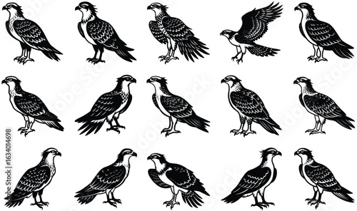 osprey vector animal