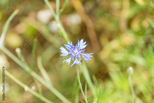 Wallpaper Mural A single, central blue flower in full bloom contrasting against a blurred meadow backdrop Soft shadows and shallow depth of field used Realistic style photography Torontodigital.ca