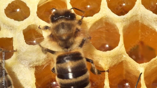 Bees cool and ventilate their home.
Bees flap directs the flow of air in your home.
