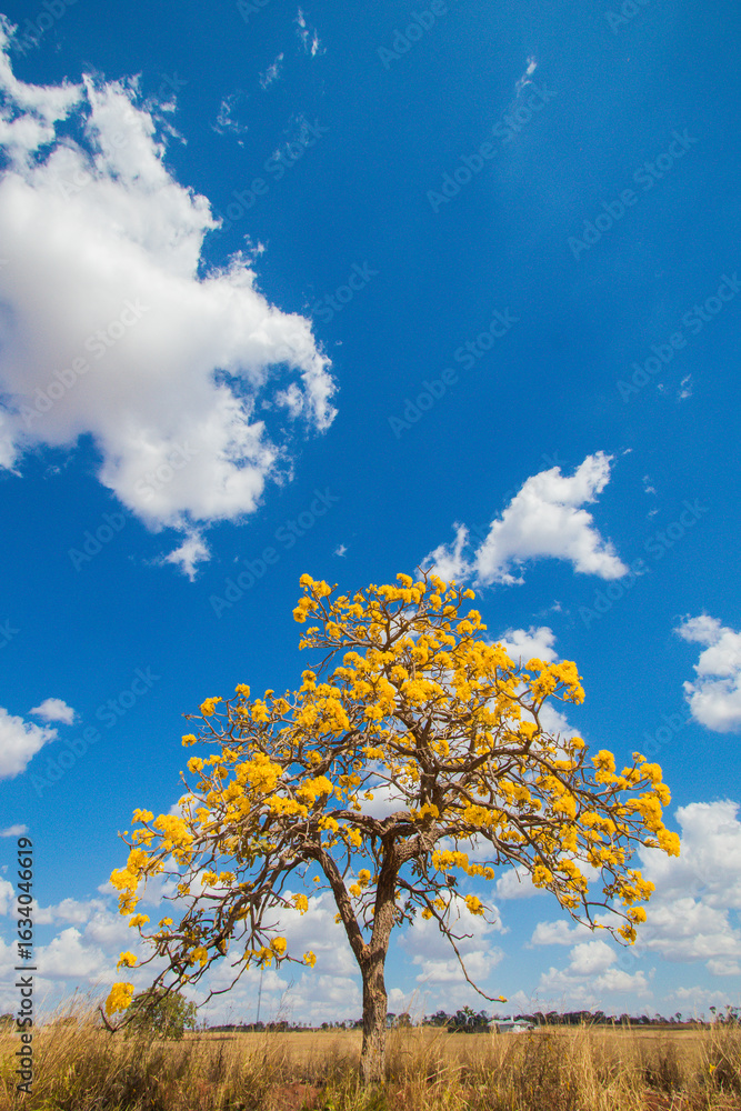 Obraz premium Brazilian Savannah Yellow Flower Very yellow, this flower is common in brazilian savannah.