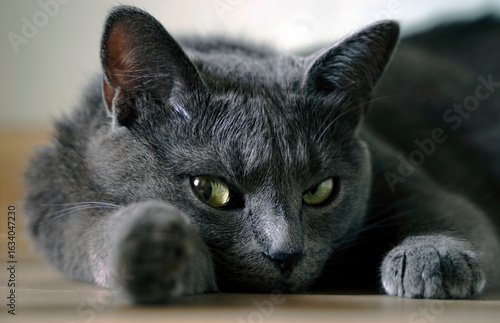 The Russian Blue cat (Arkhangelsk) is one of the most popular breeds of shorthaired cats.