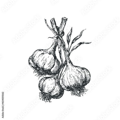 Pencil Sketch Illustration of Three Hanging Bulbs of Garlic on White Background