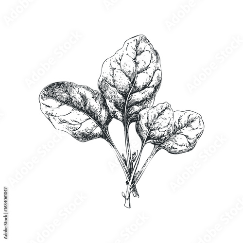 Spinach Bunch Drawn in Detailed Monochrome Sketch Style