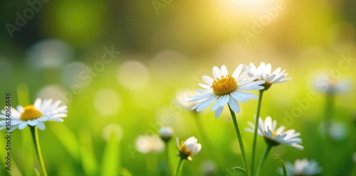 Delicate chamomile flowers blooming in a vibrant spring meadow, bathed in soft sunlight Perfect for themes of nature, tranquility, and springtime freshness , macro, meadow