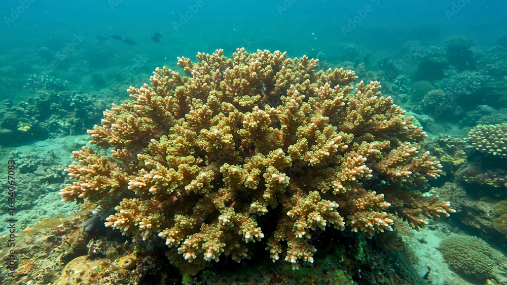 Obraz premium A Beautiful Coral Colony in a Shallow Tropical Ocean with Blue Water
