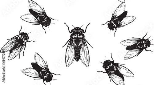 Detailed black and white illustrations of seven cicadas on a white background insect entomology