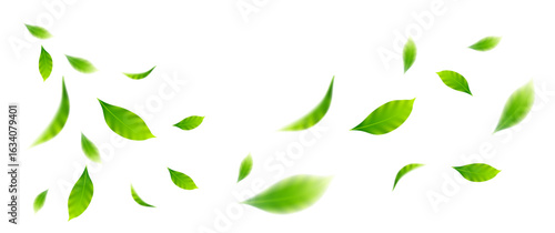 flying leaves on white background for design elements