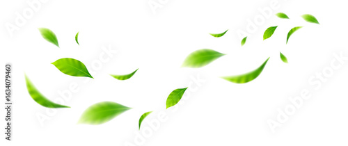 flying leaves on white background for design elements