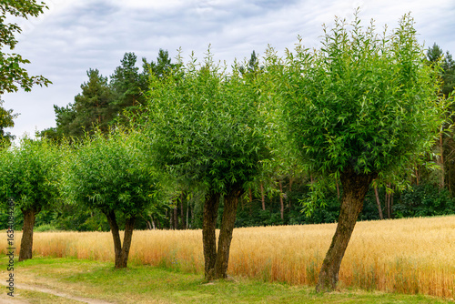 Canvastavla A row of pollarded willow trees along a rural dirt road, with golden grain fields and a pine forest in the background