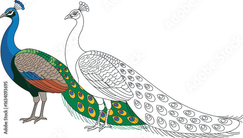 A drawing showing a colored peacock next to an uncolored peacock with tail feathers displayed wide