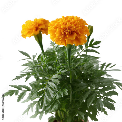 A vibrant yellow marigold flower with lush green leaves isolated on a white background, showcasing the natural beauty of this popular garden plant.