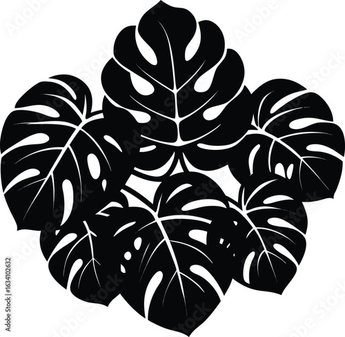  Detailed vector graphic of monstera leaves, featuring rich green tones and characteristic holes and splits in the foliage