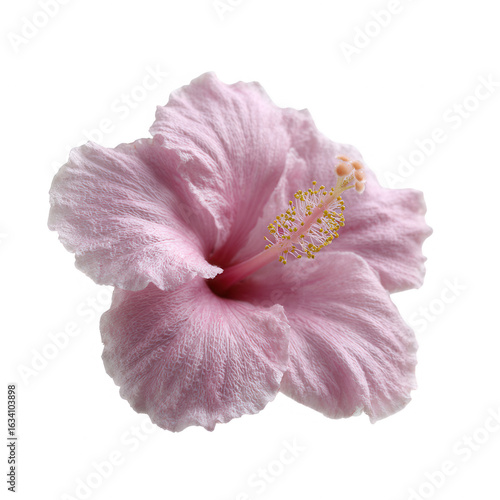 Beautiful pink hibiscus flower isolated on a white background, showcasing delicate petals and vibrant colors, perfect for nature-themed designs or botanical illustrations.