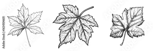 A hand-drawn sketch of grapes is depicted in a close-up outline of a wine vine, complete with leaves and berries, presented in black and white as isolated clip art on a white background, evoking an