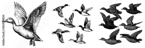 A modern set of wild ducks is depicted as flying birds with a black outline on a transparent background, created as a hand-drawn sketch