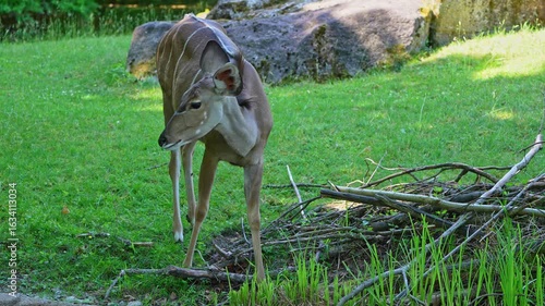 Greater kudu, Tragelaphus strepsiceros is a woodland antelope found throughout eastern and southern Africa.