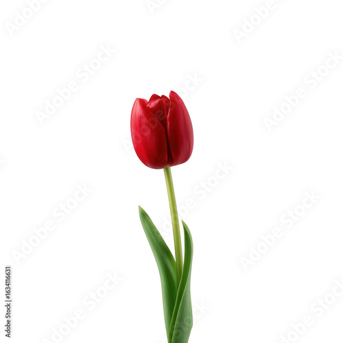 Single red tulip with fresh green leaves, isolated on a white background, showcasing the beauty and elegance of nature.