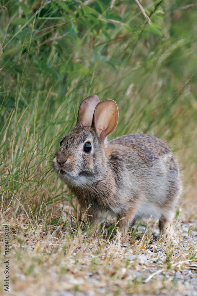 Fototapeta premium Feral bunny in British Columbia, Canada.