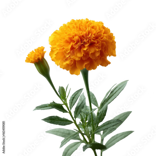 Vibrant marigold flowers with lush green leaves on a white isolated background, showcasing rich orange and yellow hues, perfect for floral designs and nature-themed projects.