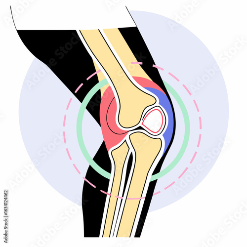 Anatomical illustration of knee joint with colored ligaments and muscles  