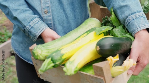 Zucchini harvest, organic squash, yellow zucchini, green squash grown in the garden on the bed, woman collects zucchini in a wooden box. Close-up, front view, video frequency 50 fps