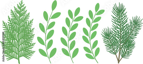 Illustration of a cedar branch, three leafy branches, and a pine branch on a white background