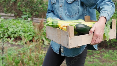 Zucchini harvest, organic zucchini, yellow zucchini, green zucchini grown in the garden on the bed, woman collects zucchini in a wooden box. Freshly picked zucchini for salad. Close-up, front view.
