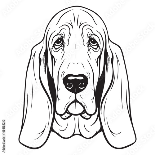 Illustration of a bloodhound dog with long ears a wrinkled face and a gentle expression in a simple black and white vector design