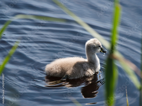 Bébé cygne