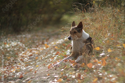Photography Stray dogs resting in autumn light – Shot with Helios 40