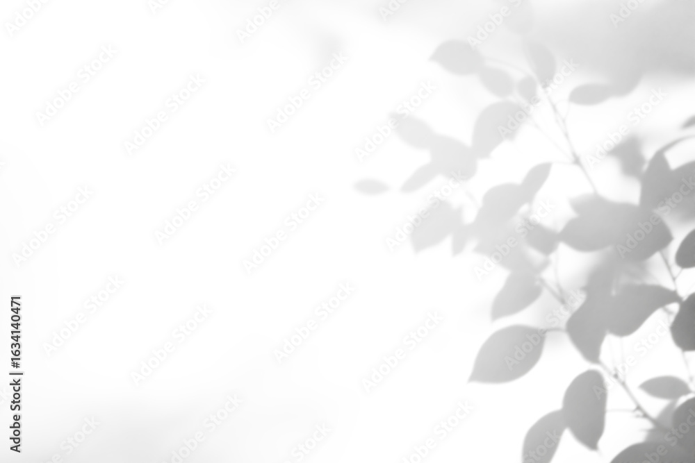 Fototapeta premium shadow overlay effect of realistic abstract natural tree leaves shadow on white wall background,summer sunlight abstract shadow overlay