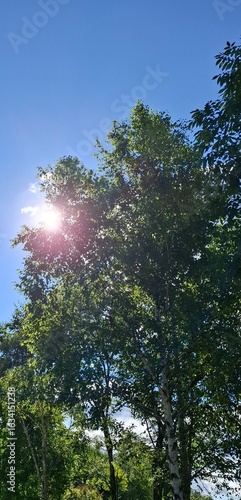 The sun is shining brightly in the blue sky, and light white clouds are floating across the sky. The sun's rays are shining through the leaves of the trees.
