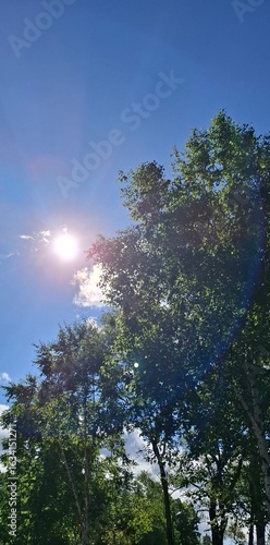 The sun is shining brightly in the blue sky, and light white clouds are floating across the sky. The sun's rays are shining through the leaves of the trees.