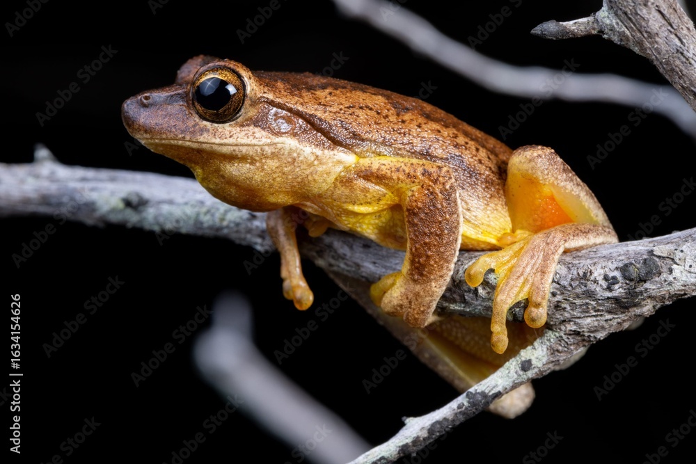 Obraz premium frog on the ground